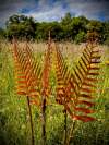🔥 Celebrate July 4th with 50% OFF!🌿Rusty rural metal ferns are inserted into outdoor garden courtyard decorations and artificial plant handicrafts