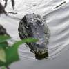 🐊Remote Control Crocodile Head Boat - Best Prank Stuff