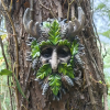 Elder Tree Spirit Statue