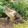 ✨Last Day For Clearance 70% OFF🐊Garden Swamp Gator Statue