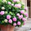 Flores De Hortensias Artificiales Al Aire Libre💐