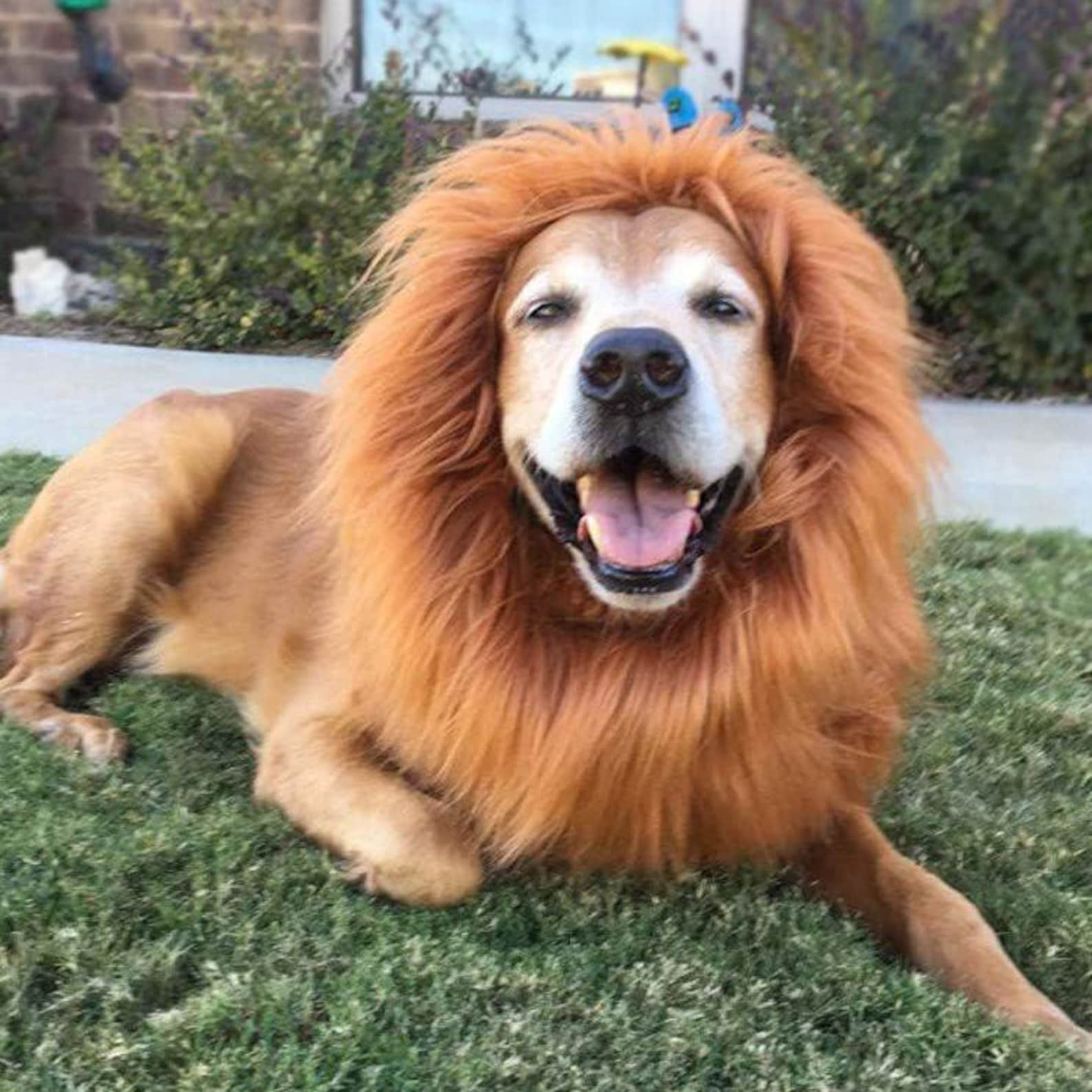 🔥2024 Hot Sale🦁Cosplay Lion Mane Costume🐾