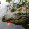 🐊Floating Alligator Head Pool Accessories