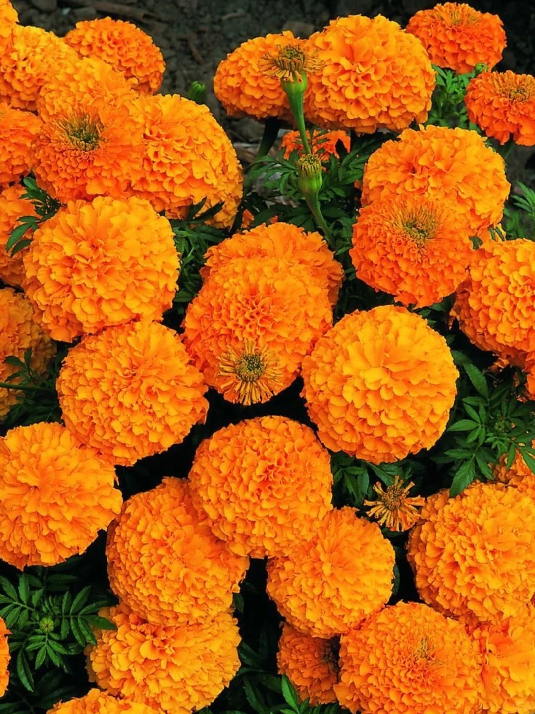 Last Day Sale 50% Off - 🔥Marigold Seeds-Easily Mixed Colors for All Seasons⚡Two pieces of free shipping