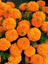 Last Day Sale 50% Off - 🔥Marigold Seeds-Easily Mixed Colors for All Seasons⚡Two pieces of free shipping