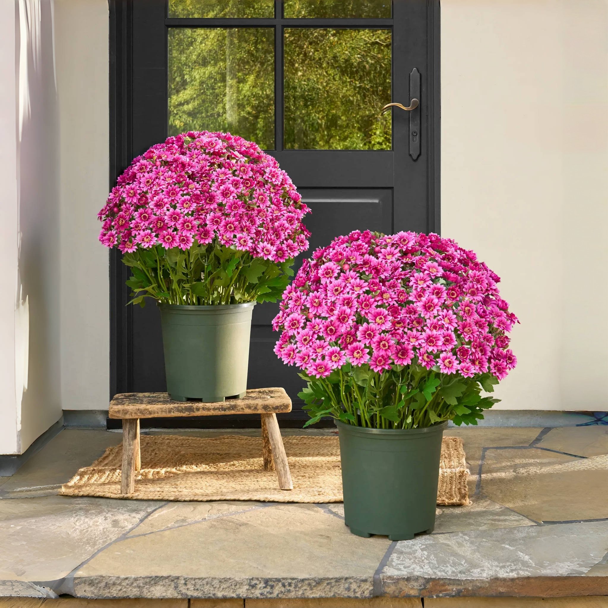 🔥Letzter Tag 49% Rabatt🌻Künstliche Chrysanthemen in Sonnenuntergangsfarben