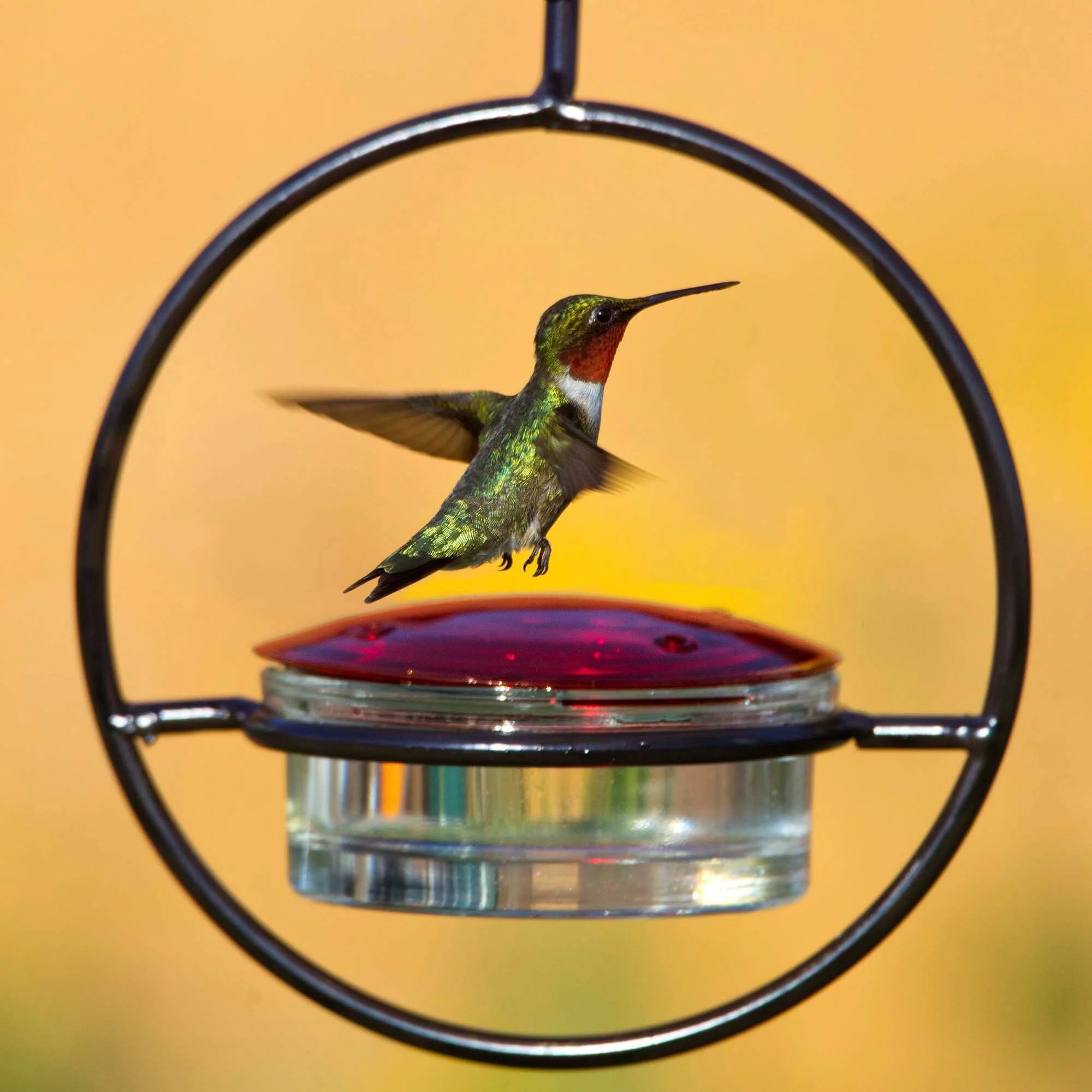 🎉 Last Day Promotion-75% OFF 🎉Hummble Slim Hummingbird Feeder