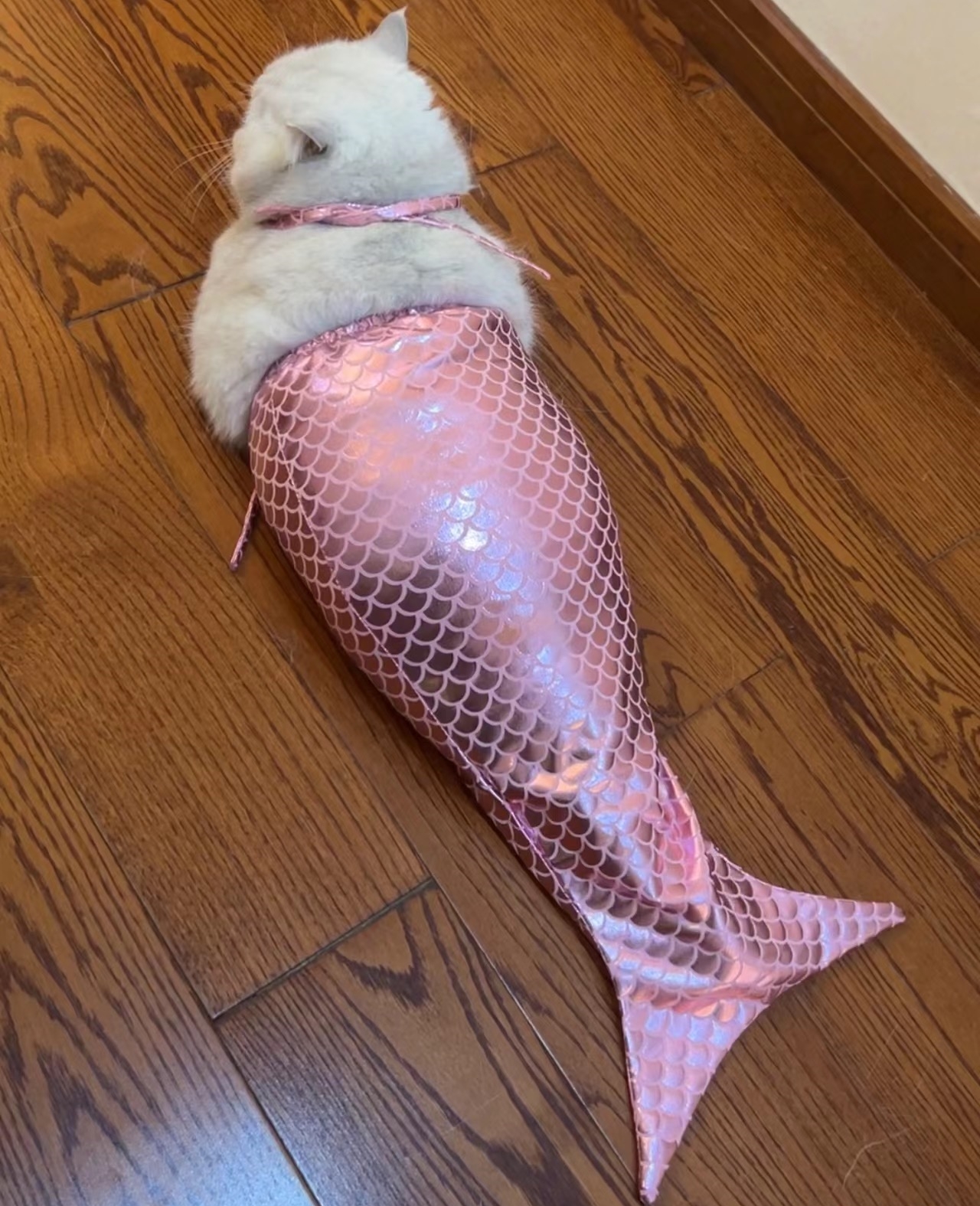 🔥Summer Hot Sale-50% OFF😻🧜‍♀️Pet Funny Mermaid Set