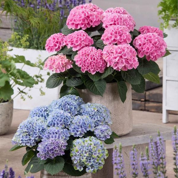 🔥Last Day Promotion 50% OFF💐Outdoor Artificial Hydrangea Flowers