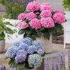 🔥Last Day Promotion 50% OFF💐Outdoor Artificial Hydrangea Flowers