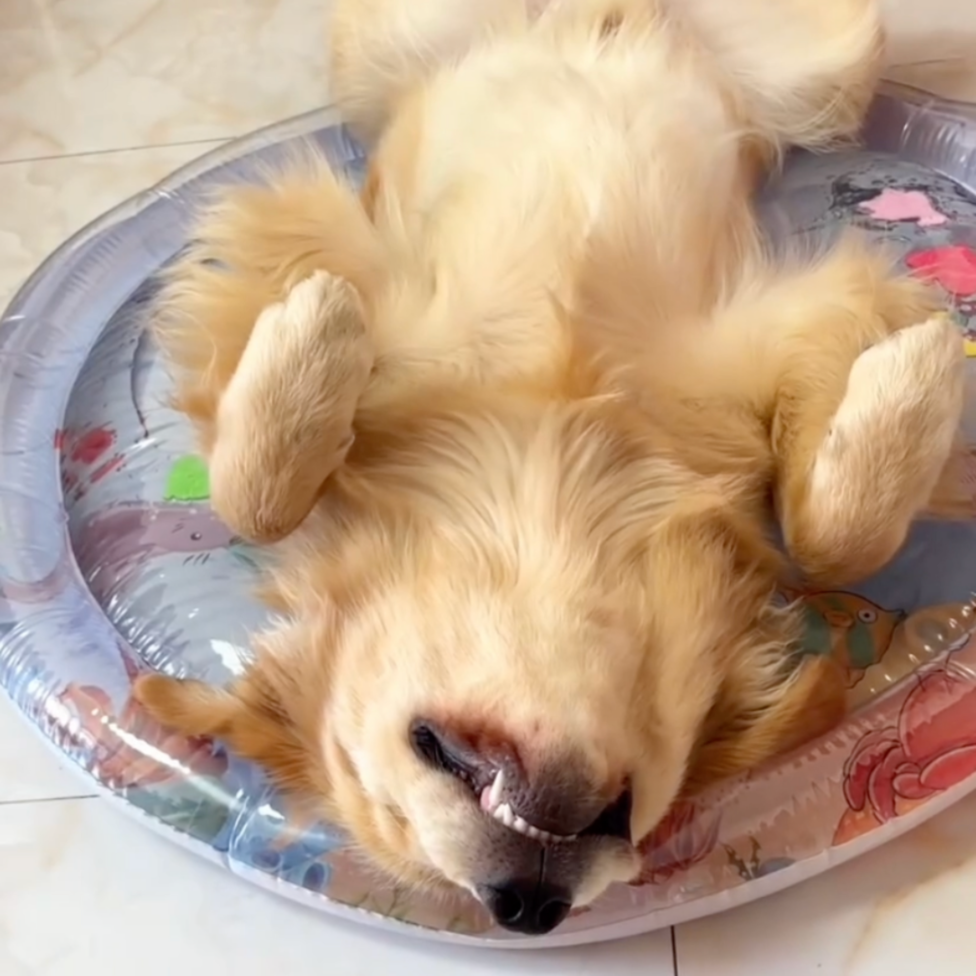 Pet Cooling Water Bed