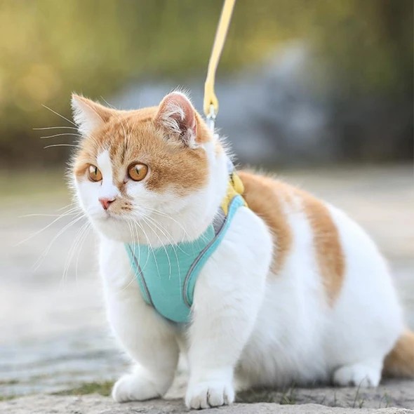 Luminous Cat Vest Harness And Leash Set