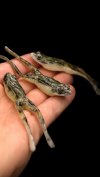 🚨 FLASH SALE ALERT! 🚨 Get 60% OFF White Belly Floating Frog Lure(𝟏 𝐏𝐚𝐜𝐤 𝐨𝐟 𝟑 𝐁𝐚𝐢𝐭𝐬) – 𝐑𝐞𝐚𝐥𝐢𝐬𝐭𝐢𝐜 𝐓𝐨𝐩𝐰𝐚𝐭𝐞𝐫 𝐀𝐜𝐭𝐢𝐨𝐧