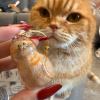 ⏰LAST DAY SALE 50% OFF💥My Pet Keychain