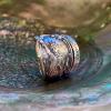 🔥LAST DAY 60% OFF✨Handcrafted Sterling Silver Spoon Ring - Made from Authentic Vintage Silver