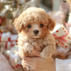 🐶 NICOO - The Cutest Robot Puppy