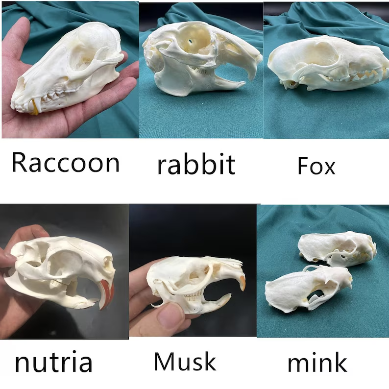 💀Natural Various types skull DIY specimen teaching model