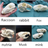 💀Natural Various types skull DIY specimen teaching model