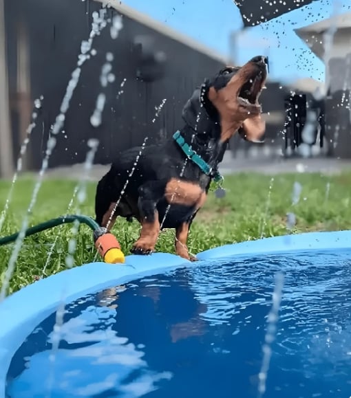 🔥Hot Sale 50% OFF 🔥Dog Splash Pad, Free Shipping