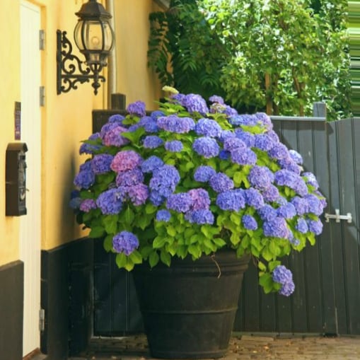 🔥Last Day Promotion 50% OFF💐Outdoor Artificial Hydrangea Flowers