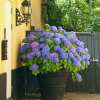 🔥Last Day Promotion 50% OFF💐Outdoor Artificial Hydrangea Flowers