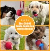 🔥Letzter Tag 49 % Rabatt🔥Interaktives Spielzeug Ball Automatisches Haustier-Übungsspielzeug!😻