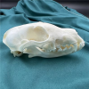 💀Natural Various types skull DIY specimen teaching model