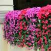 (🔥Last Day Promotion 50% OFF)🌷Vivid Artificial Hanging Orchid Bunch