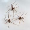 🎃Halloween Pre Sale 50% OFF🕷Realistic Giant House Spider Earrings (1 pcs)
