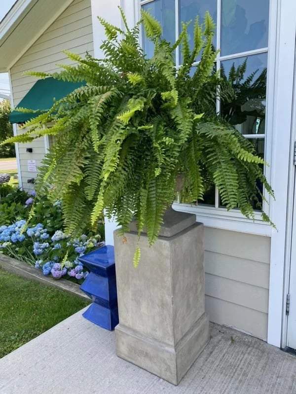 💥Last Day 75% OFF--UV Resistant Lifelike Artificial Boston Fern