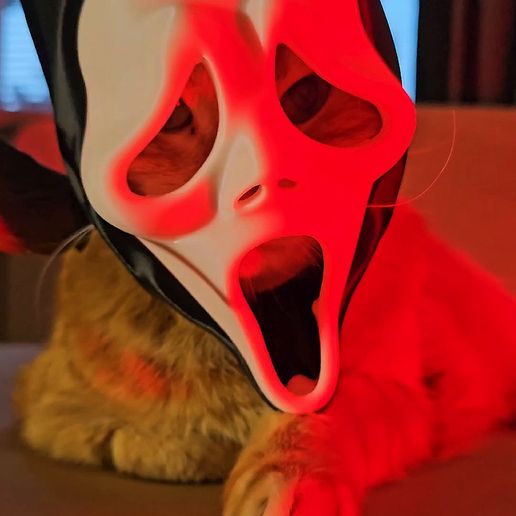 🎁TikTok Last Day Sale - 70% OFF🔥🎭Screaming Cat Mask - Modular 