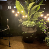 (🔥Christmas Sale- SAVE 49% OFF) 🧚Dancing Firefly Solar Garden Lights