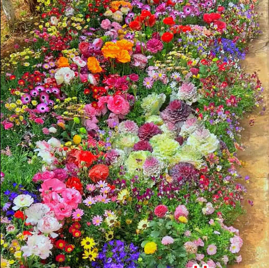 Last Day Promotion 70% OFF - 🔥Mixed Perennial Flowers Seeds-Over 60 kinds mixed⚡Buy 2 Get Free Shipping