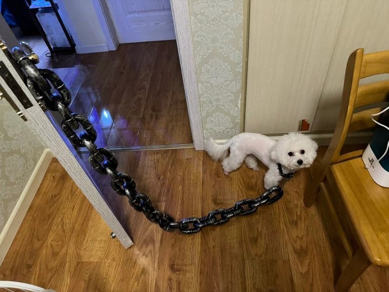 The Chain Paws