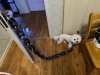 The Chain Paws