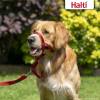 HALTI Headcollar - To Stop Your Dog Pulling on the Leash. Adjustable, Reflective and Lightweight, with Padded Nose Band. Dog Training Anti-Pull Collar for Medium Dogs (Size 3, Red)