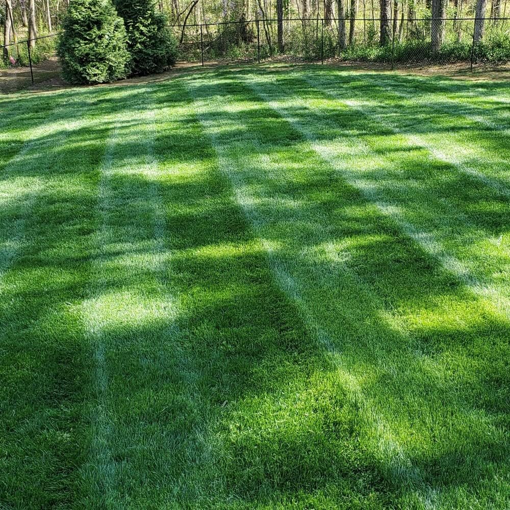 🔥LAST DAY 49% OFF- Evergreen dwarf grass seed for four seasons