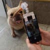 ⚡⚡Last Day Promotion 68% OFF - Selfie Stick for Pets