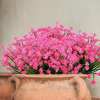 复制(💖ONLY $3.99 )-Outdoor Artificial Flowers💐