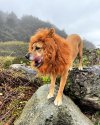 🔥2024 Hot Sale🦁Cosplay Lion Mane Costume🐾