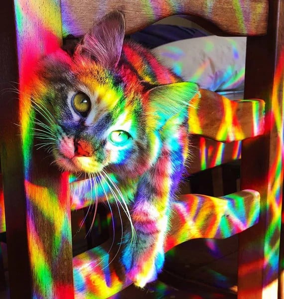 🏆Letzter Tag 49% Rabatt 🌈 Regenbogen-Fensteraufkleber
