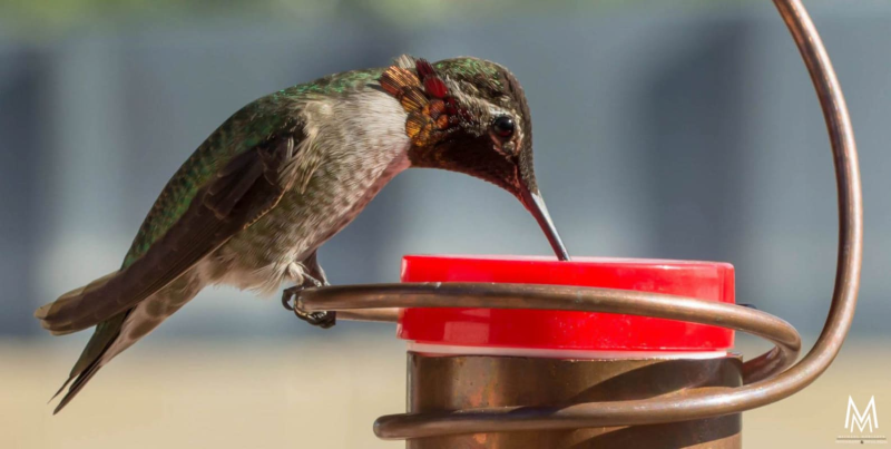 💝2023 Mother's Day Save 48% OFF🎁Bee-Proof Copper Hummingbird Feeder(BUY 3 GET FREE SHIPPING&EXTRA 20% OFF)