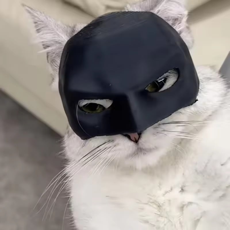 Pet cat handsome bat mask