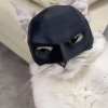 Pet cat handsome bat mask