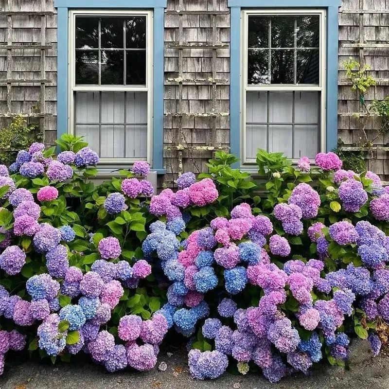 💖Mother's Day Sale 50% OFF🎁-Outdoor Artificial Hydrangea Flowers💐