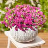 🌸Last Day Promotion 70% OFF🌿Artificial Silk Colorful Morning Glory
