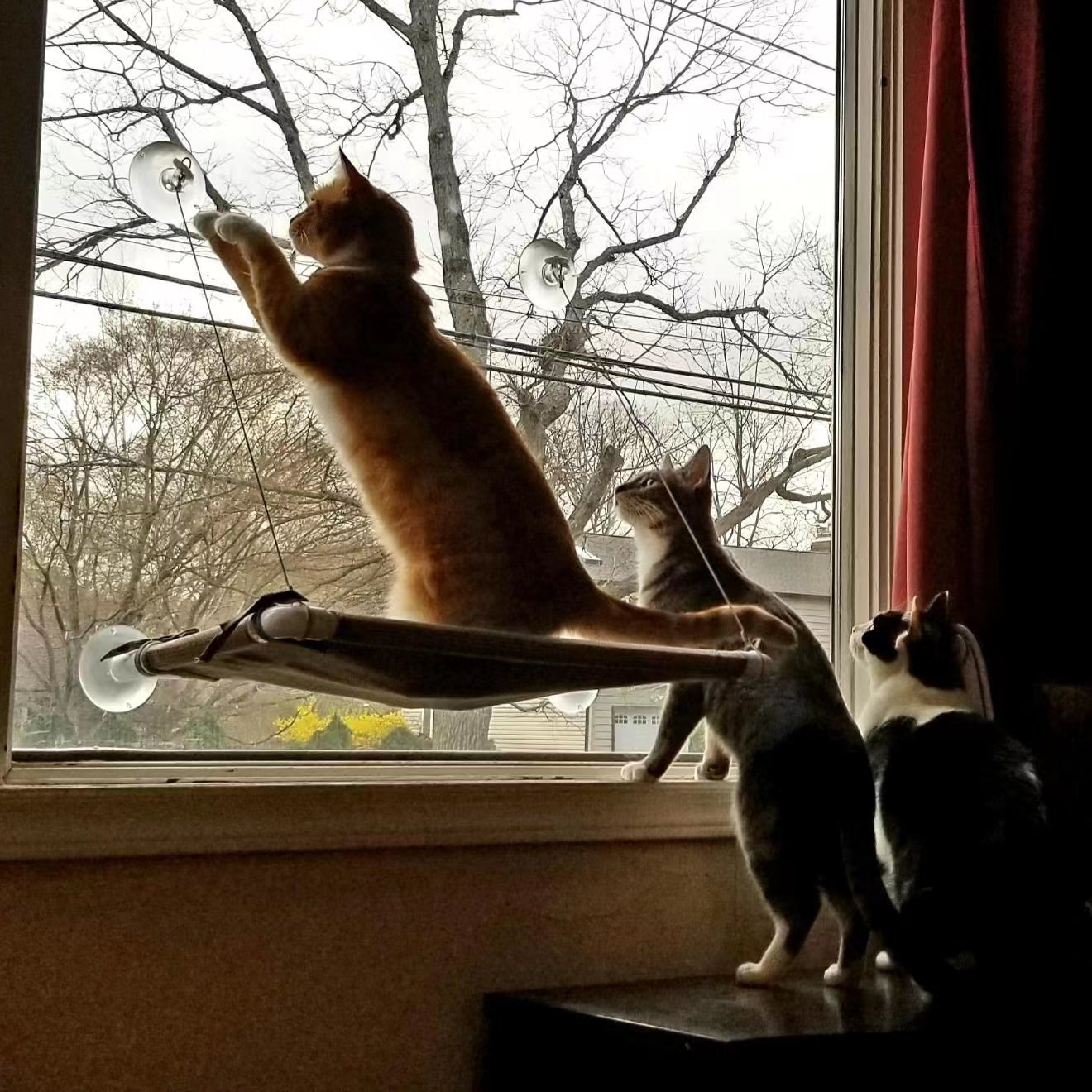 🔥Last Day 75% OFF🎁 —— Cat Window Perch