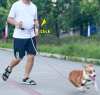 Last Day Promotion 48% OFF - Hands Free Dog Leashes