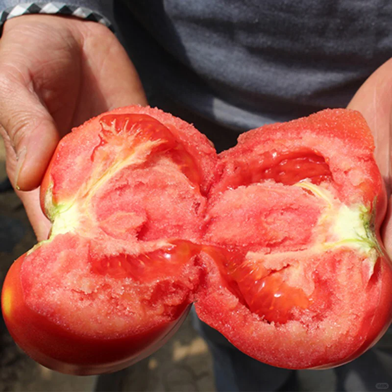 Last Day Sale 50% Off - 🔥Pink Tomato Seeds⚡Free shipping for three items