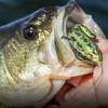 🔥Last Day Clearance Sale 60% OFF🔥Artificial Ultra-Realistic Frog Fishing Lure for Bass Fishing